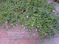 creeping lantana